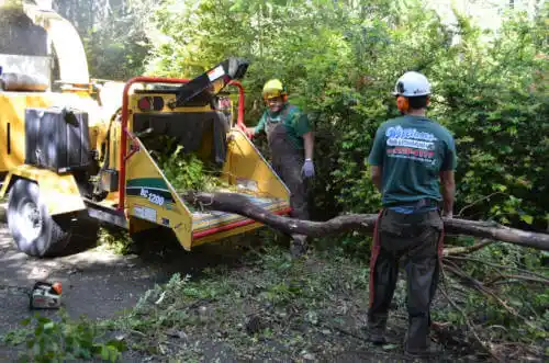 tree services Plainfield Village